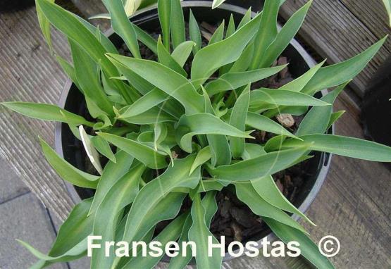 Hosta Radio Waves